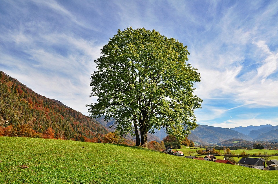 Landschaft Baum Kostenloses Foto Auf Pixabay Pixabay