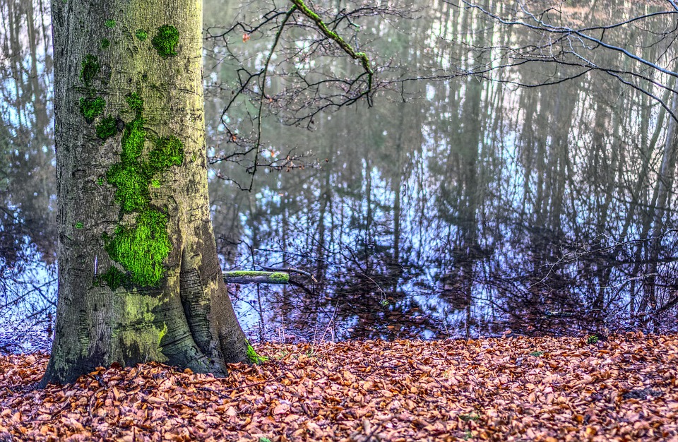 Baum Holz Kostenloses Foto Auf Pixabay
