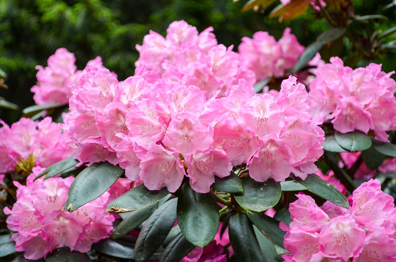 Bloem Tuin Natuur Gratis Foto Op Pixabay