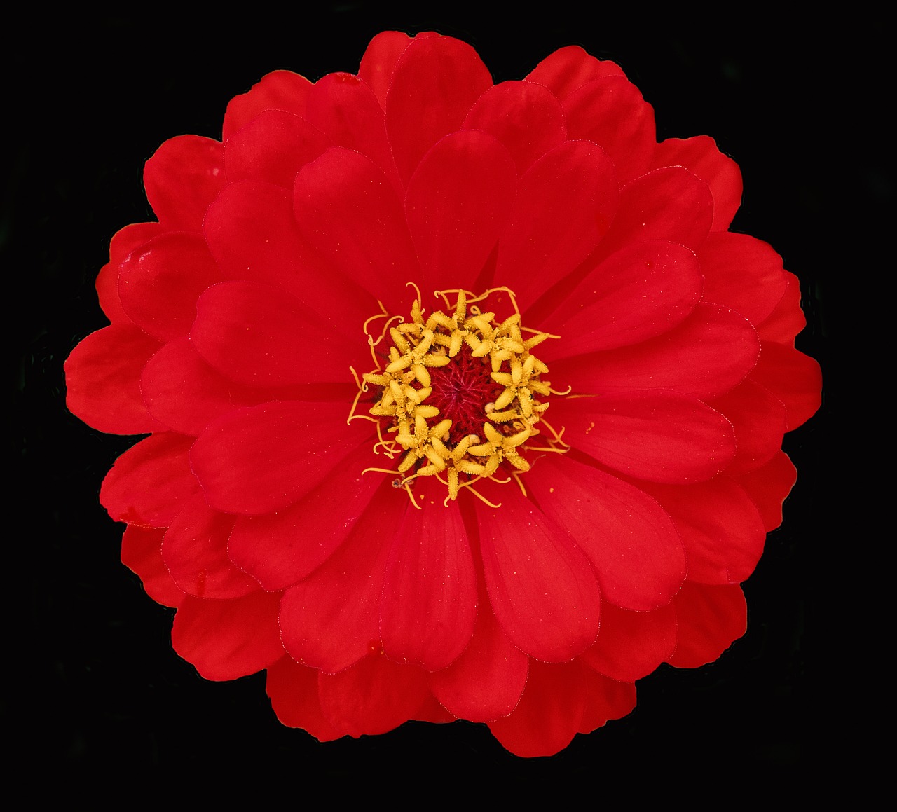 Bloem Bloesem Tuin Gratis Foto Op Pixabay Pixabay