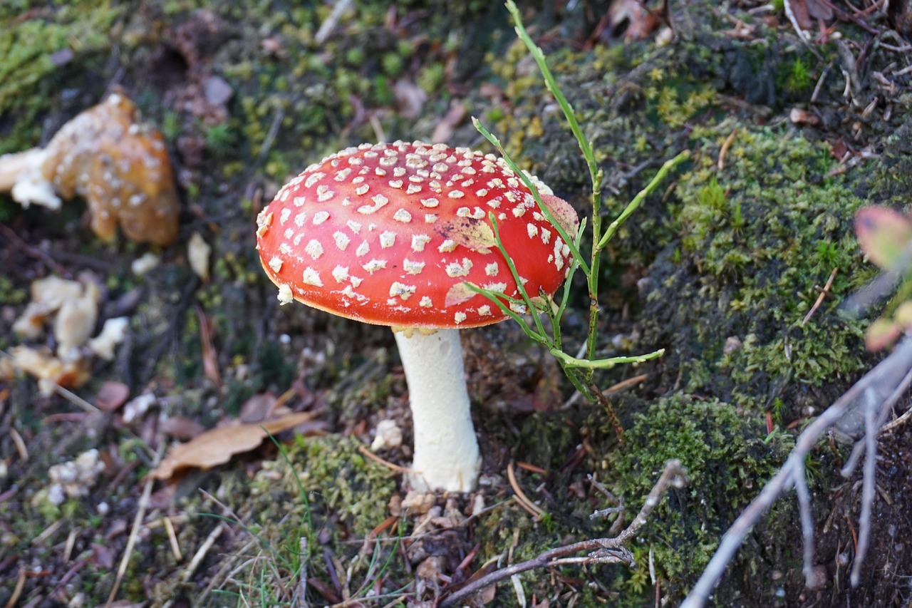 Paddenstoel Natuur Val Gratis Foto Op Pixabay Pixabay