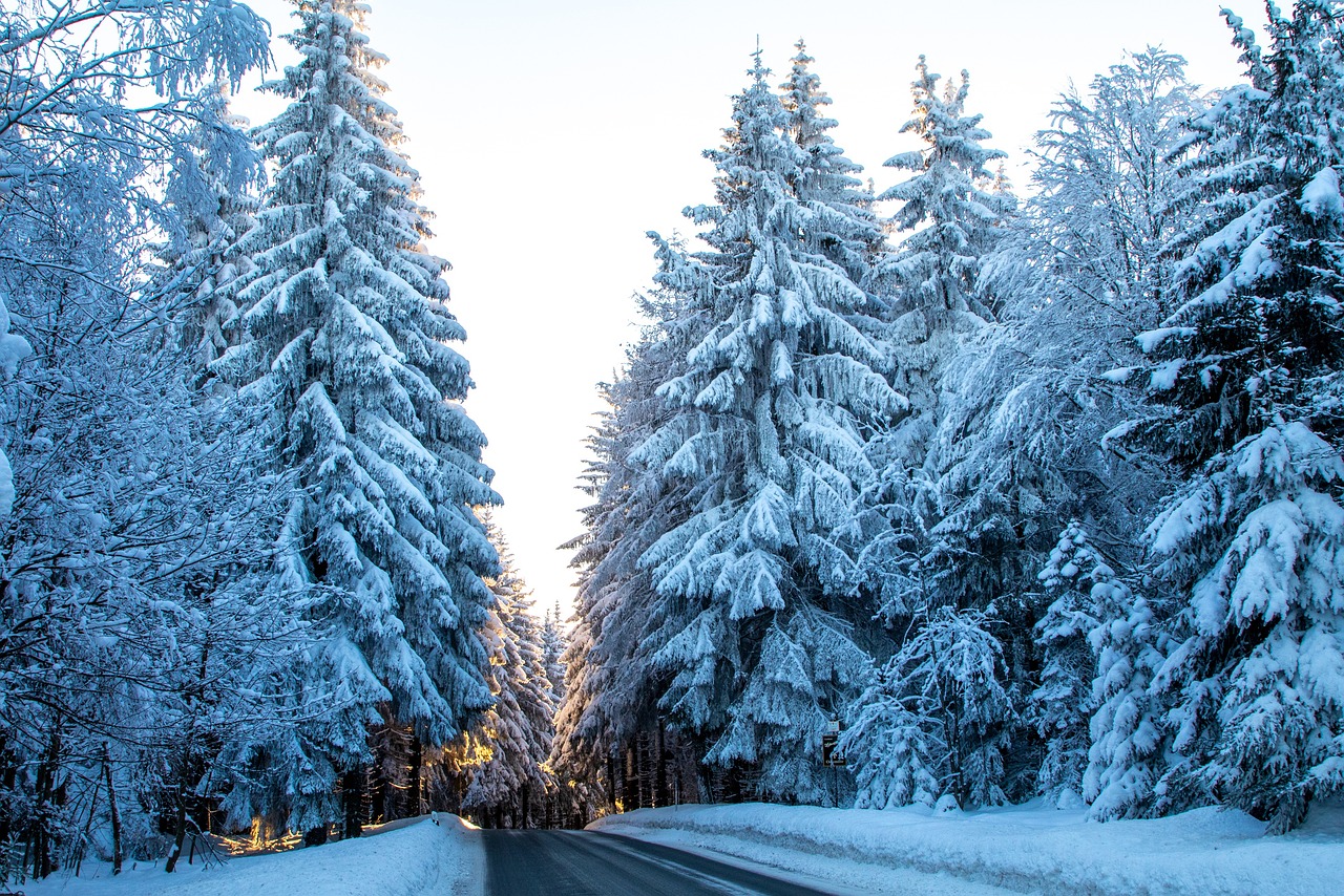 Invierno Nieve Bosque Del Foto Gratis En Pixabay Pixabay