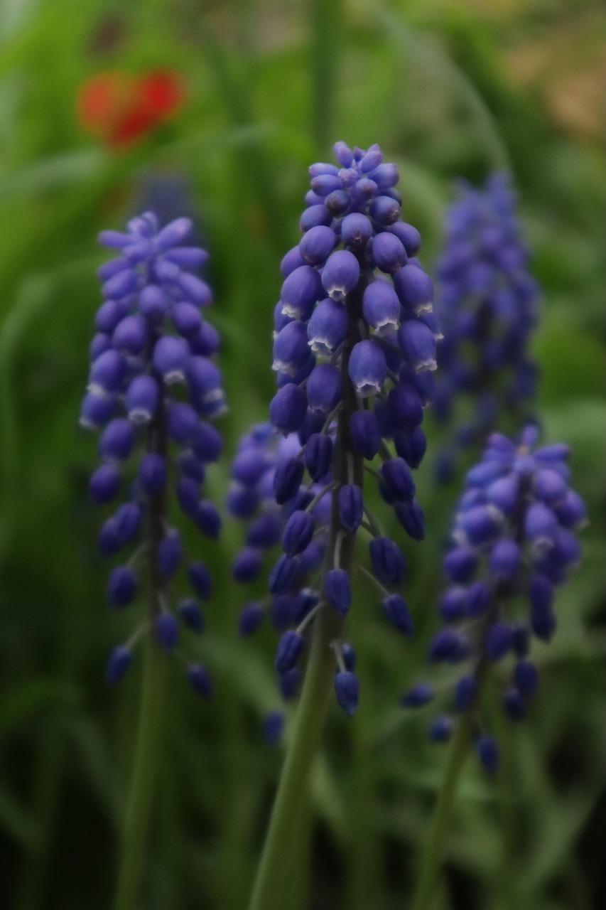 Hierba Naturaleza Hoja Foto Gratis En Pixabay Pixabay