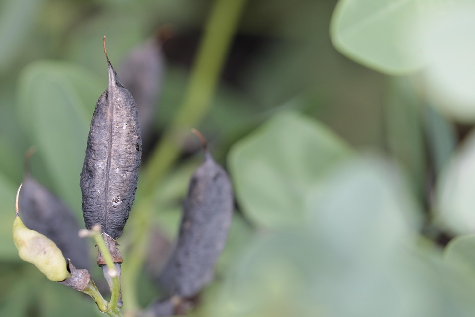 Papaja Blad Groente Gratis Foto Op Pixabay Pixabay