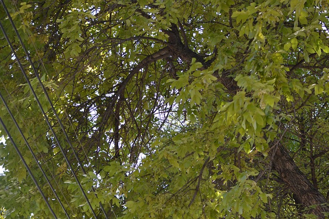 Natuur Bladeren Bomen Gratis Foto Op Pixabay