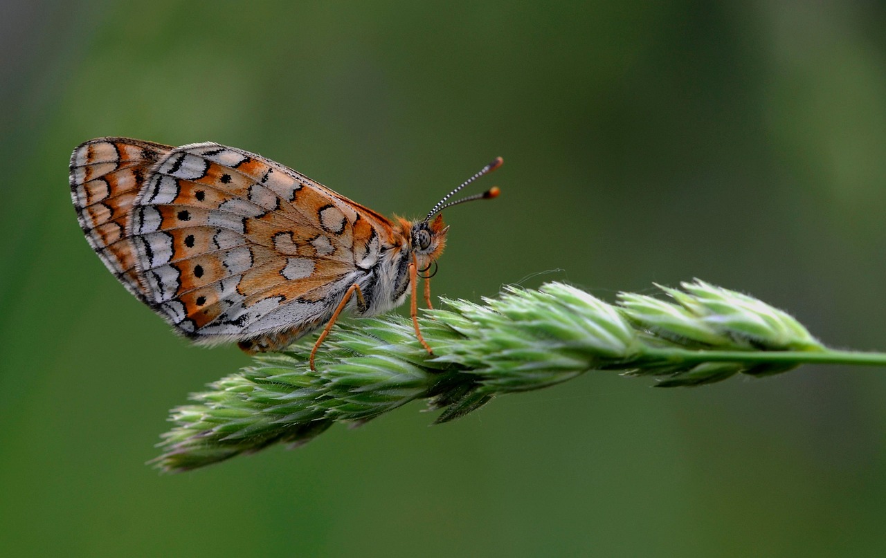 Vlinder Insect Tuin Gratis Foto Op Pixabay Pixabay