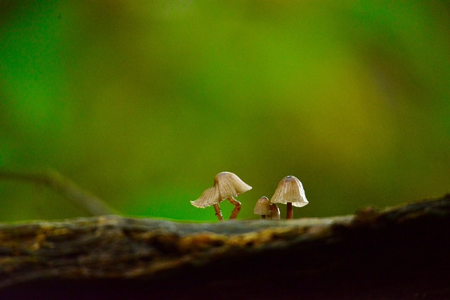 Herbst Pilze Wald Kostenloses Foto Auf Pixabay Pixabay