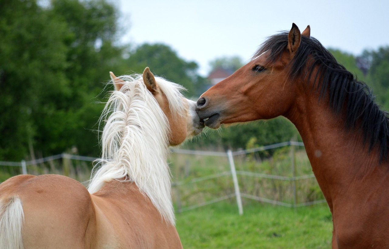 Paarden Hoofdstellen Boerderij Gratis Foto Op Pixabay Pixabay
