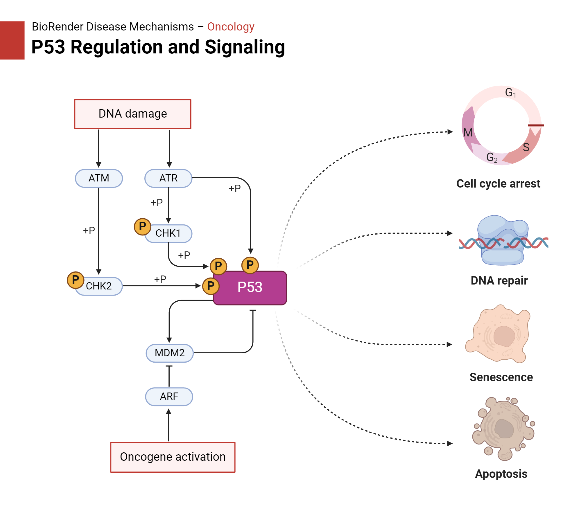 The P53 Pathway Remains Highly Acetylated When P300 Levels Are Limited