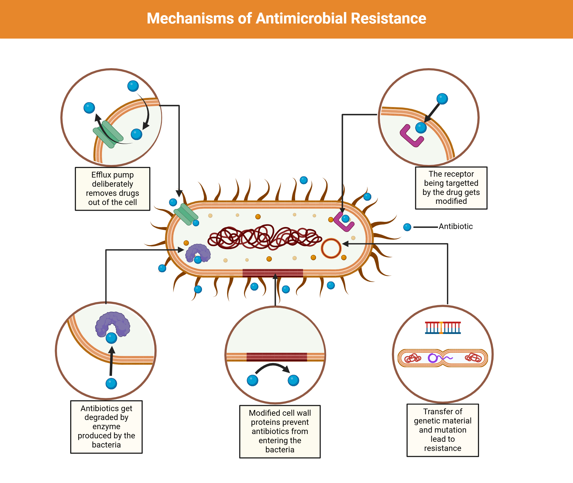 Antimicrobial Mechanism Of Synthesized Hydrazone 4a E Derivatives