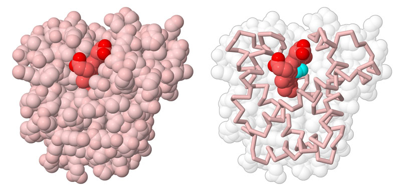 5a Myoglobin And Hemoglobin Structure Finished Che 330 Protein Function Part 1 Myoglobin
