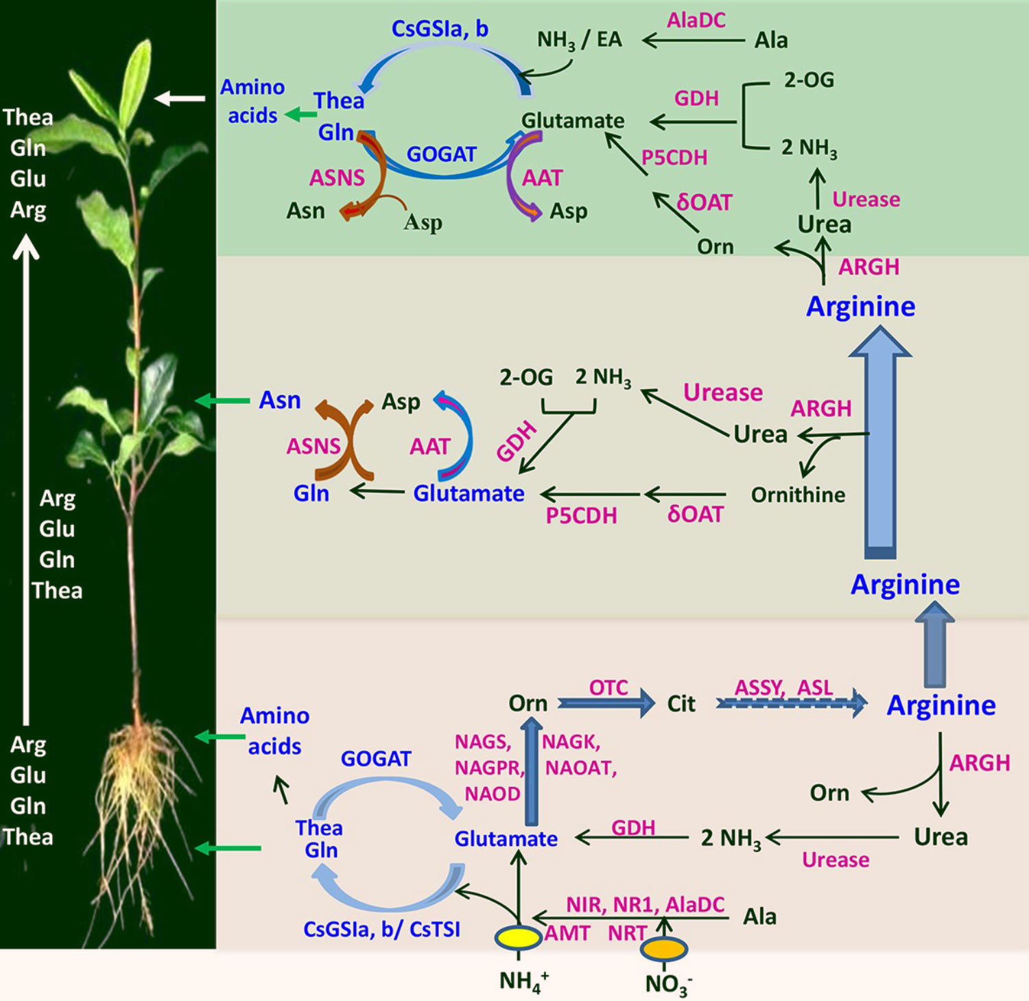 New Method For Incorporating Structurally Unusual Amino Acids Into