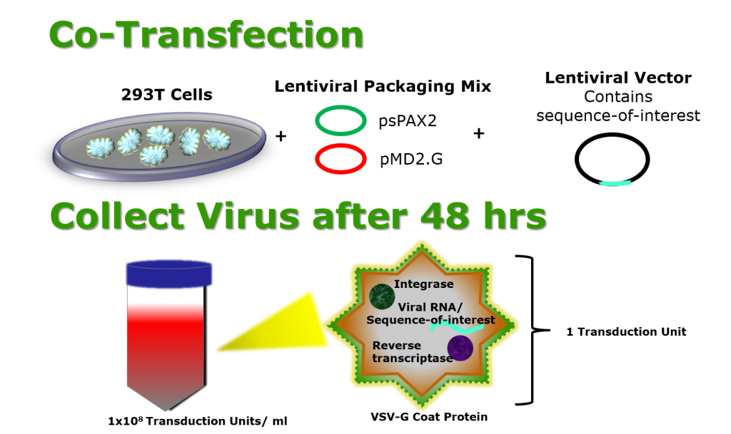 Lentiviral Vector Preparation For Efficient Gene And Microrna