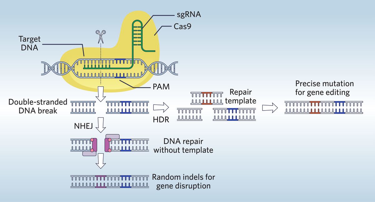 Crispr Cas9 Gene Editing Complex From Streptococcus Pyogenes Stock