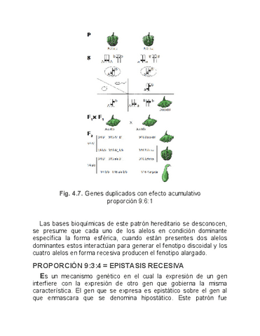 Apuntes Genetica Humana Pdf