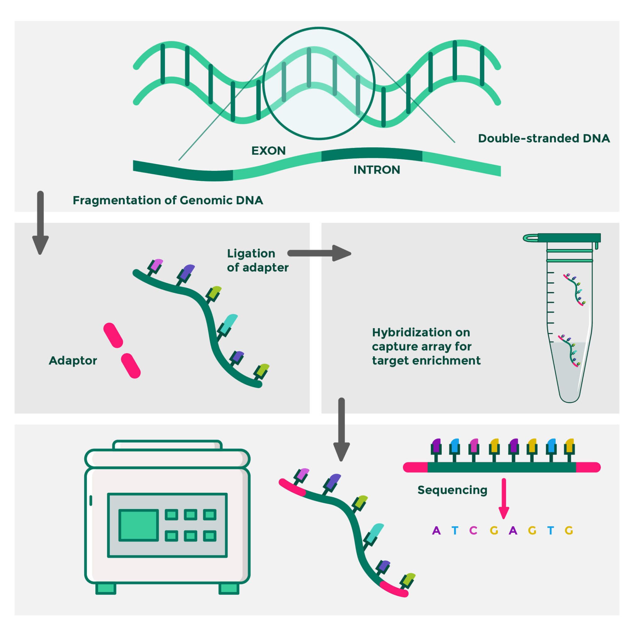 Whole Exome Sequencing: What You Need To Know