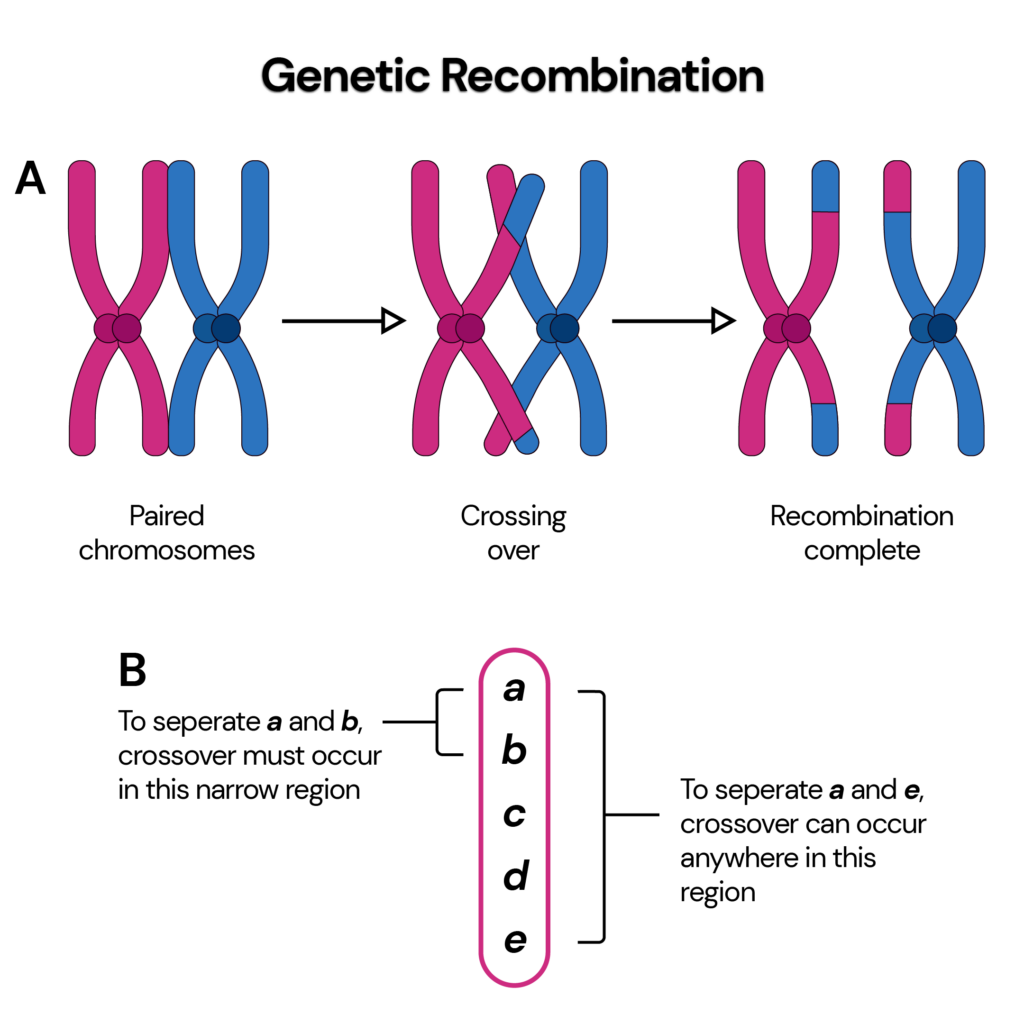 Genetic Evidence That The Acetylation Of The Smc3p Subunit Of Cohesin