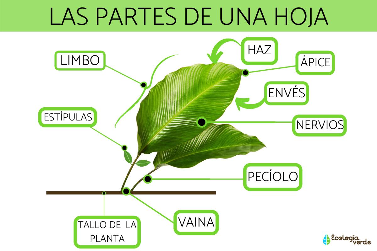 Hoja De Calculo