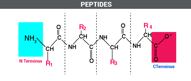 List Of Peptides Used In This Study A Download Scientific Diagram