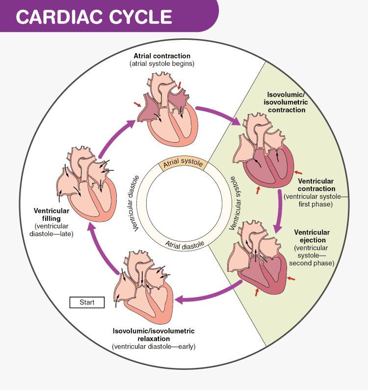 The Phases Of The Cardiac Cycle