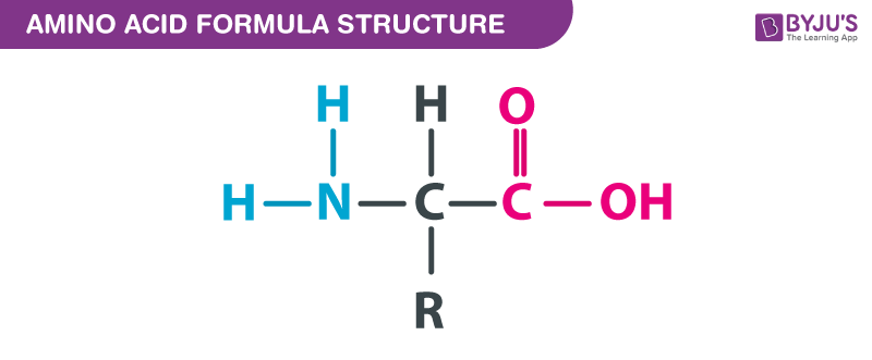 The Amino Acid Gets Attached To The Correct Trna In A 2 Step Process