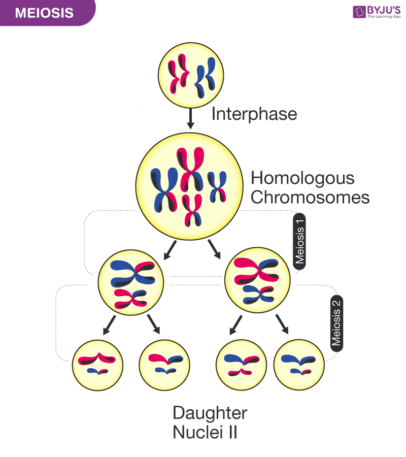 Meiosis Is A Cell Division In Sexually Reproducing Organisms For