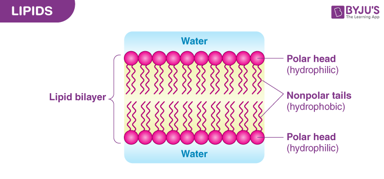 How Do Lipids Maintain The Fluidity Of The Plasma Membrane Science