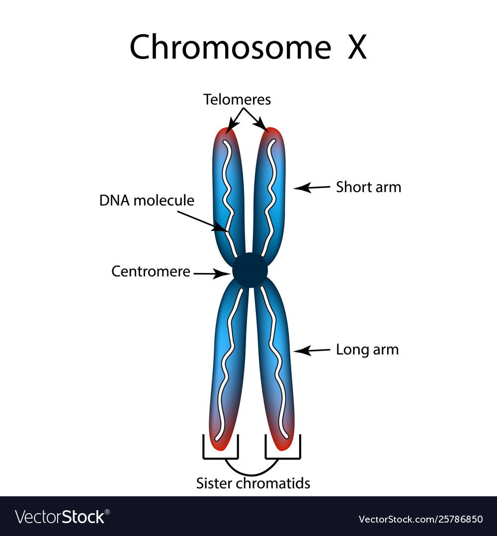 1 Chromosomes Are Made Of Dna Histone Protein Complexes Chromosomal