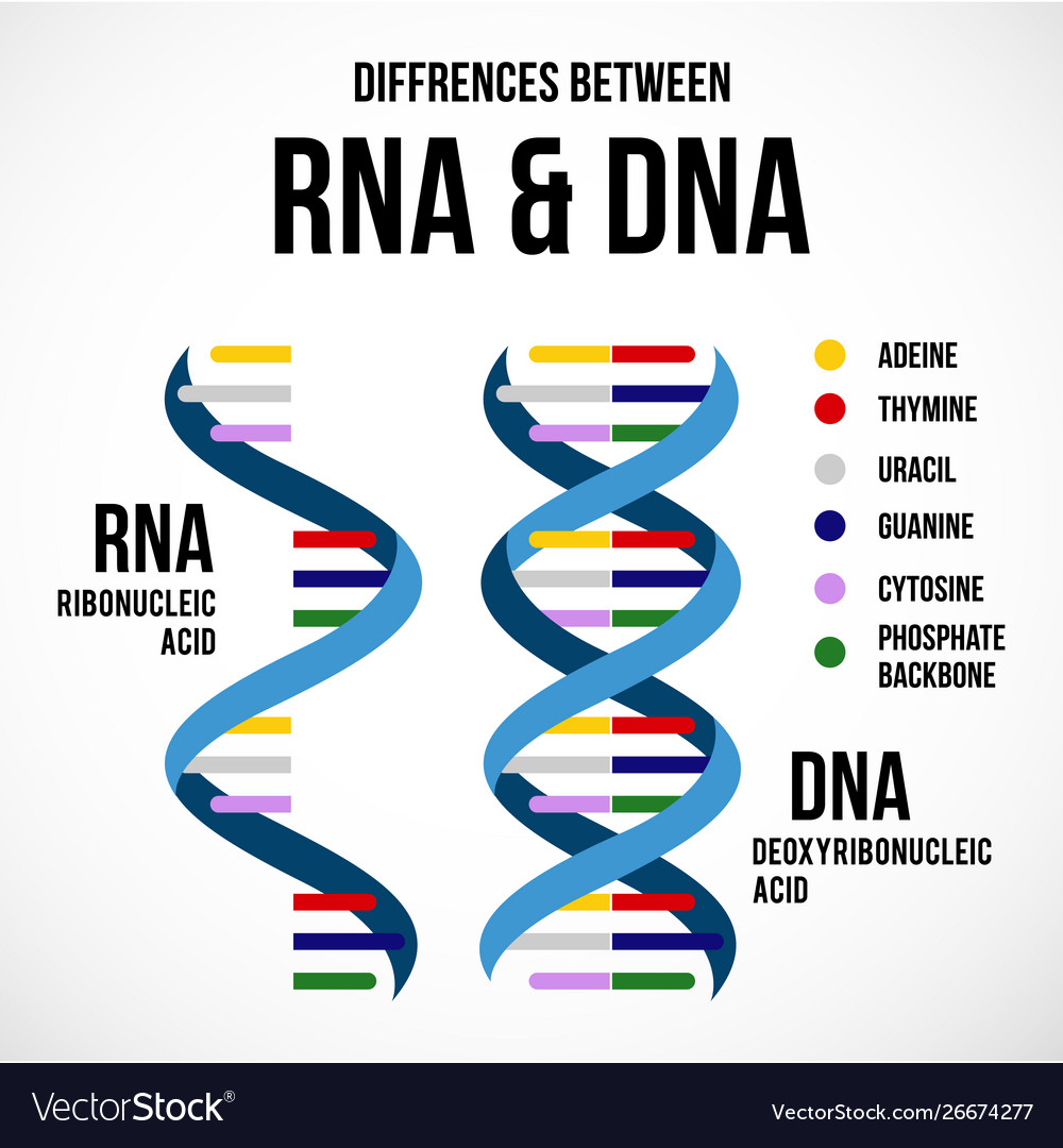 Rna Binding Properties Of Fmrp And Fxr1p Isoforms A Filter Binding