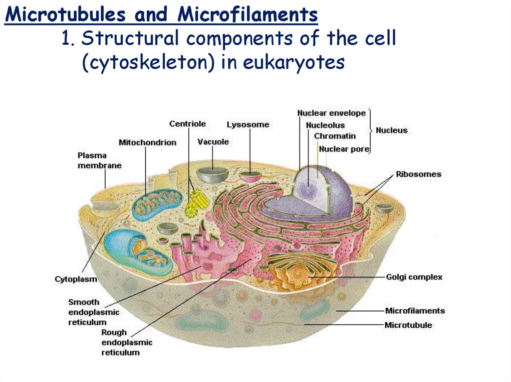Microtubules Definition Location Structure Functions Diagram Science