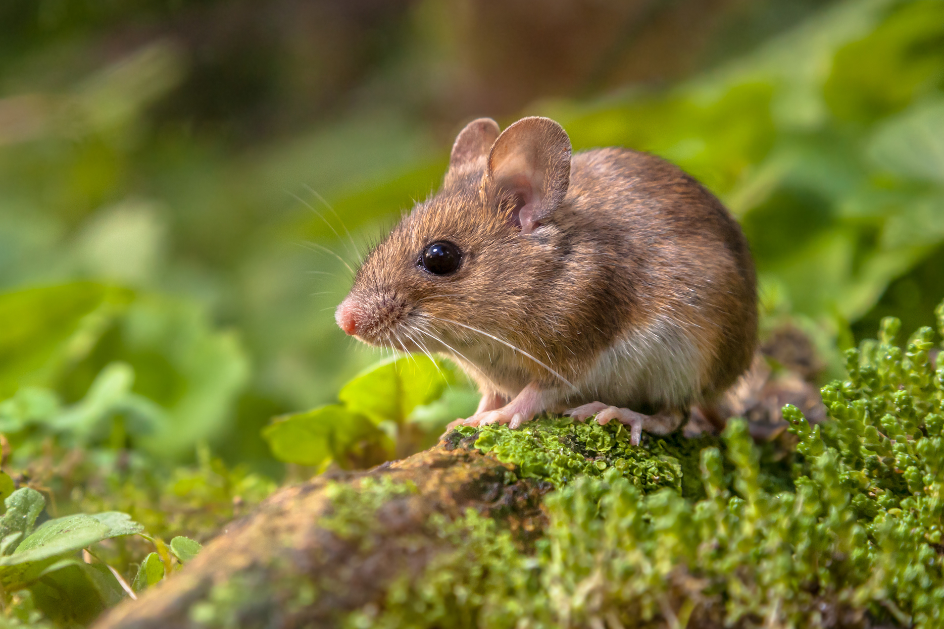 Behavior Of Male Mice With Different Experience Of Aggression During