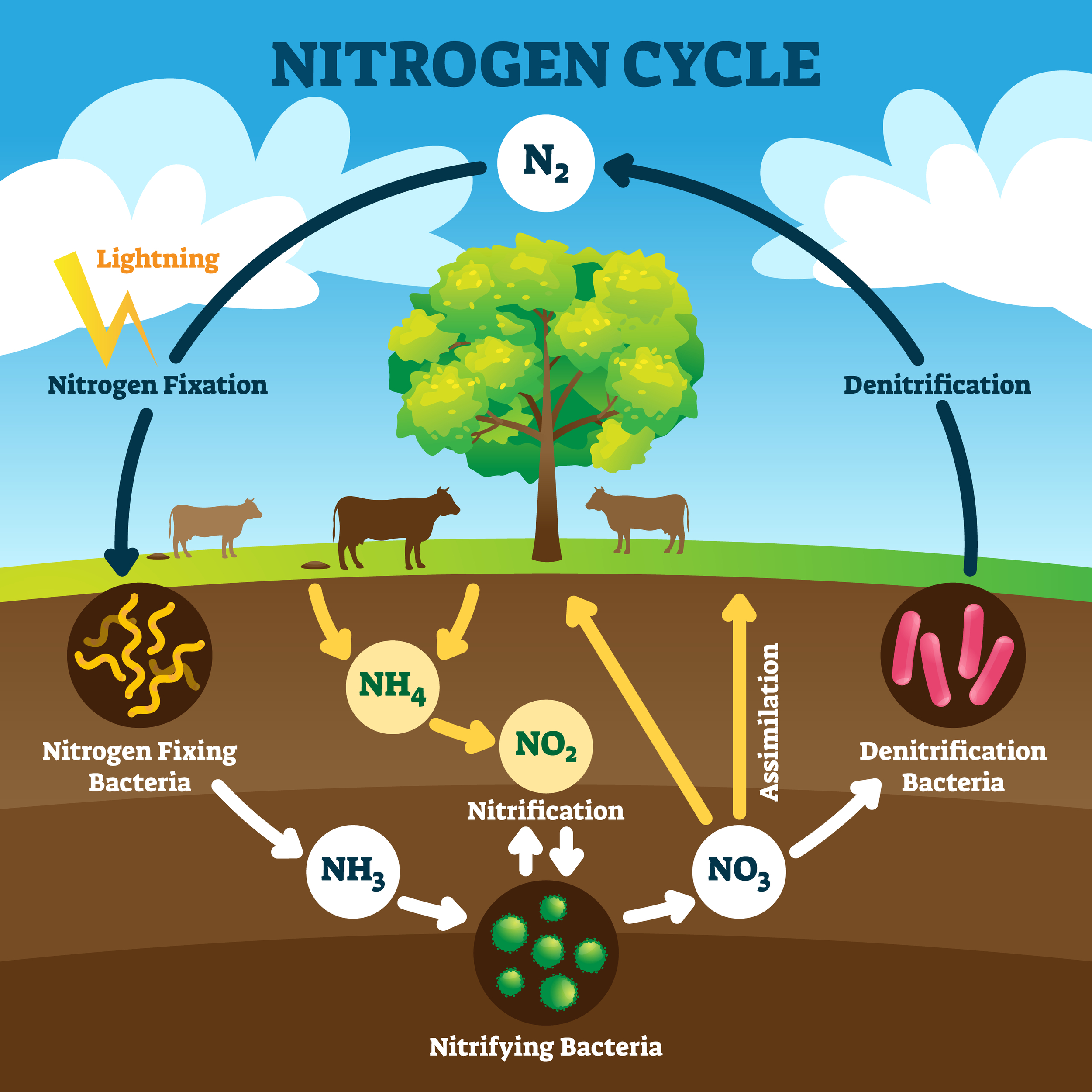 Nitrogen Diagram Atom