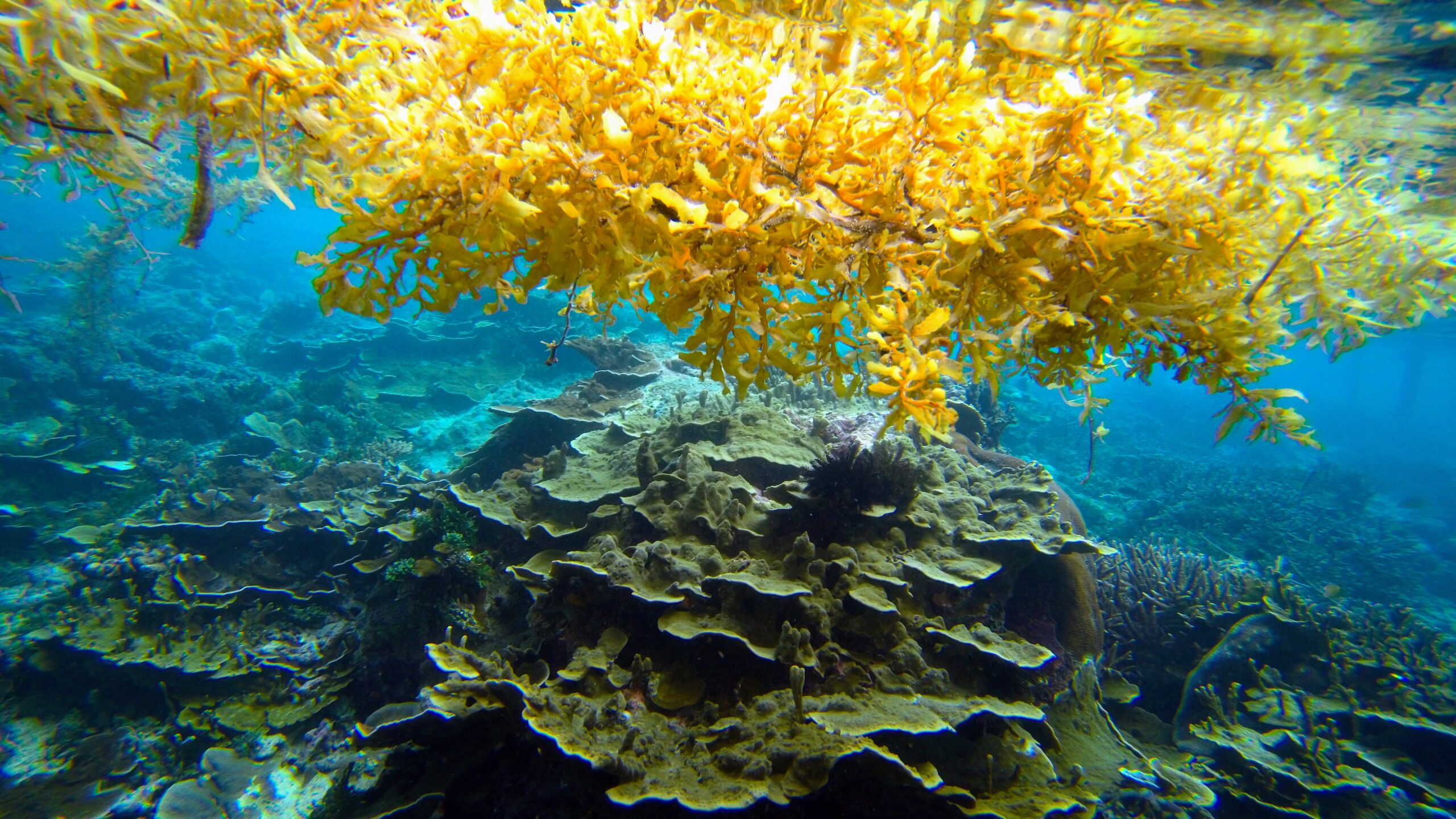 Sargassum Crassifolium J Agardh A Habit B Portion Of Branch