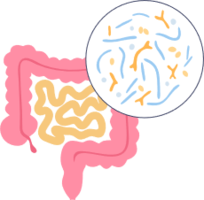 Frontiers Alterations In The Gut Microbiota And Serum Metabolomics Of