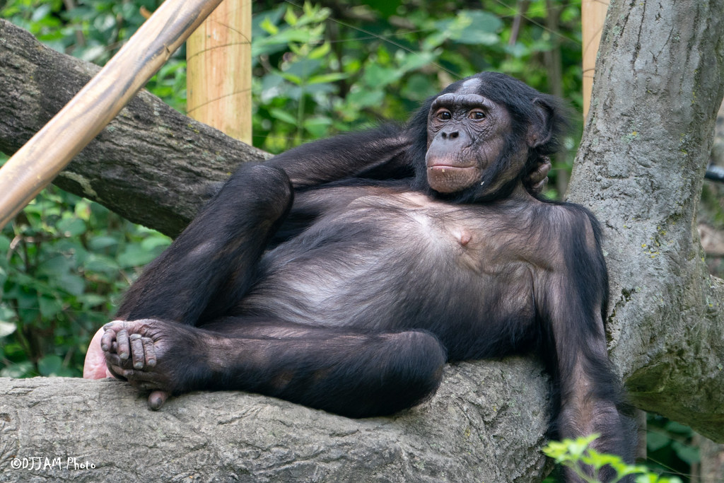 Bonobos And Chimpanzees The Evolution Of Some Chimp S Style