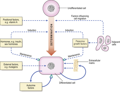 Disorders Of Growth Differentiation And Morphogenesis Clinical Tree