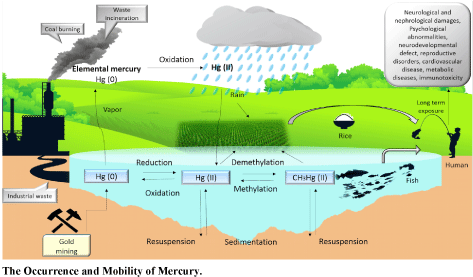 Eutrophication Meaning In Bengali