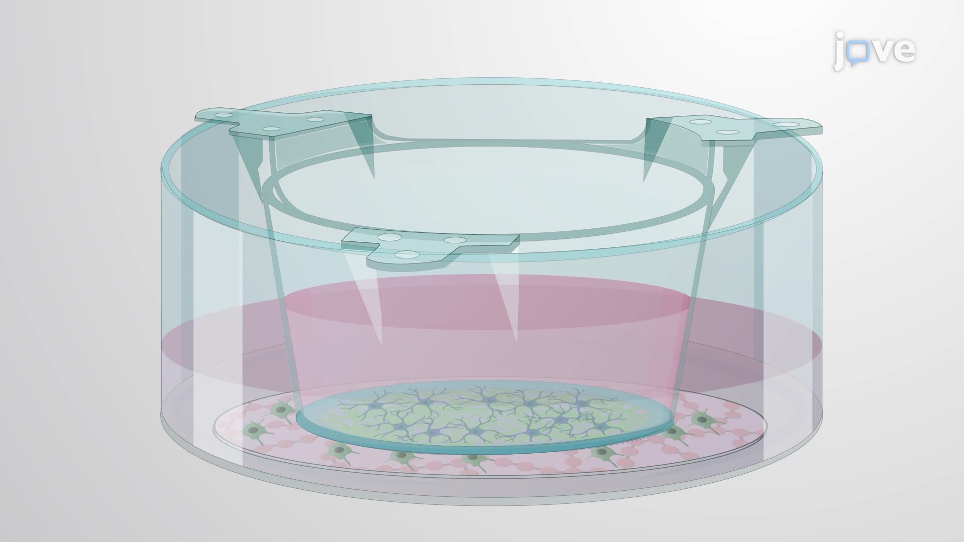 Experimental Design Of Neuron Astrocyte Co Cultures And High Content