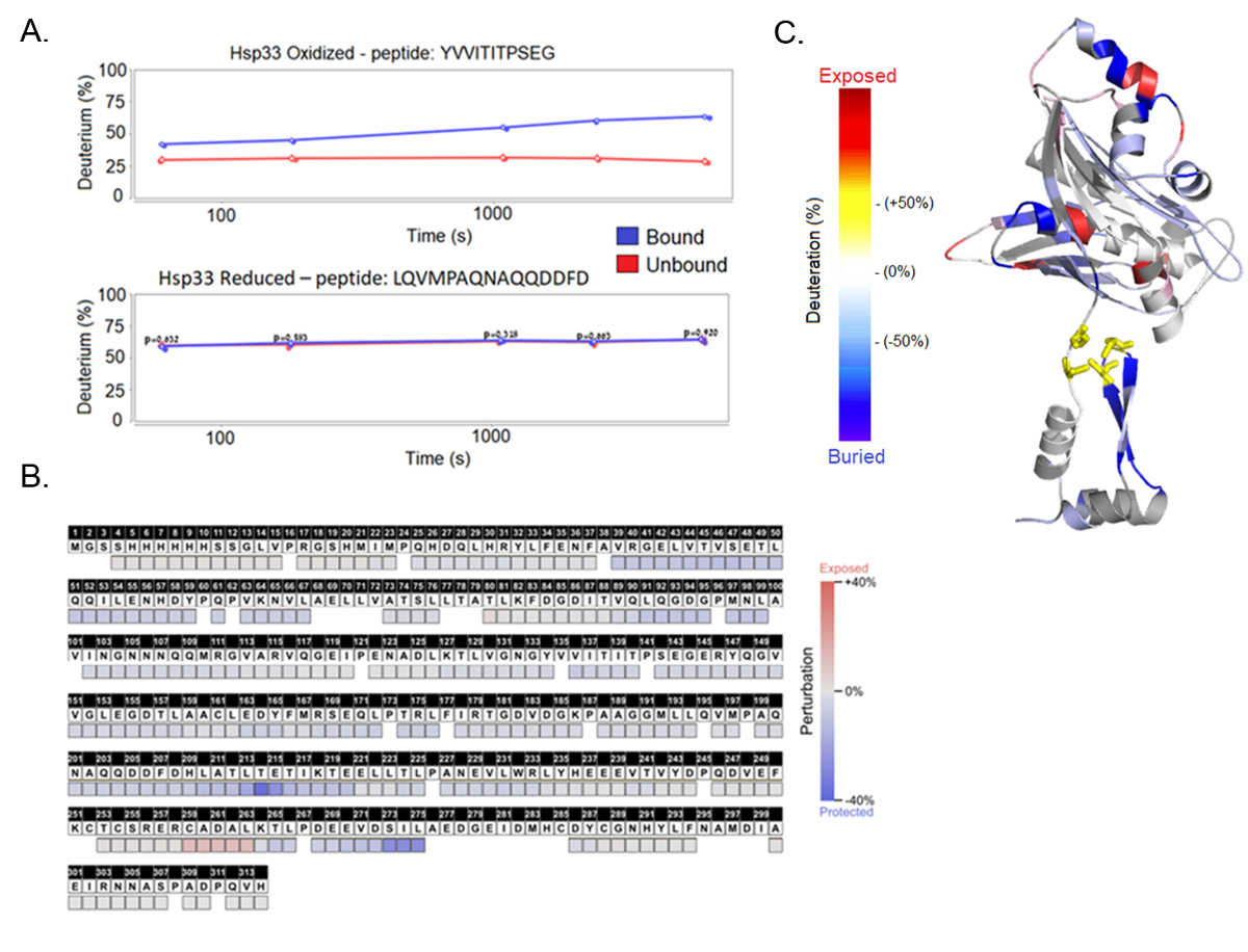 A Redox Regulated Chaperone Network Under Nonstress Conditions Hsp33