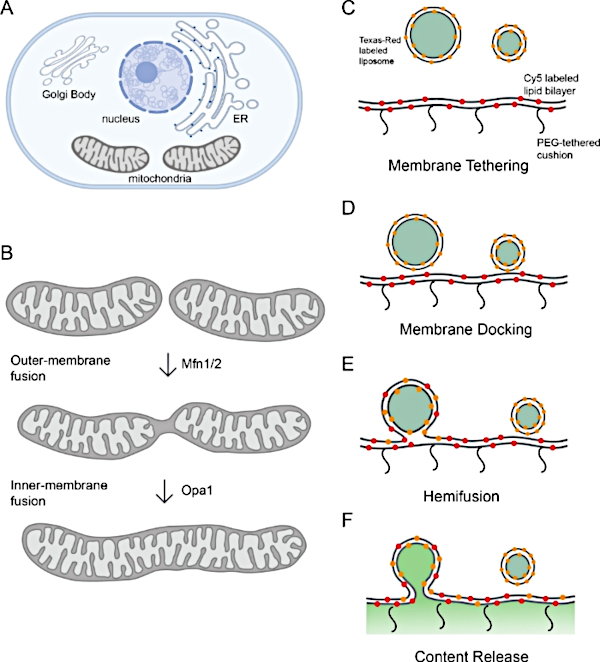 Oscillatory And Nonoscillatory Show Similar Mitochondrial Membrane