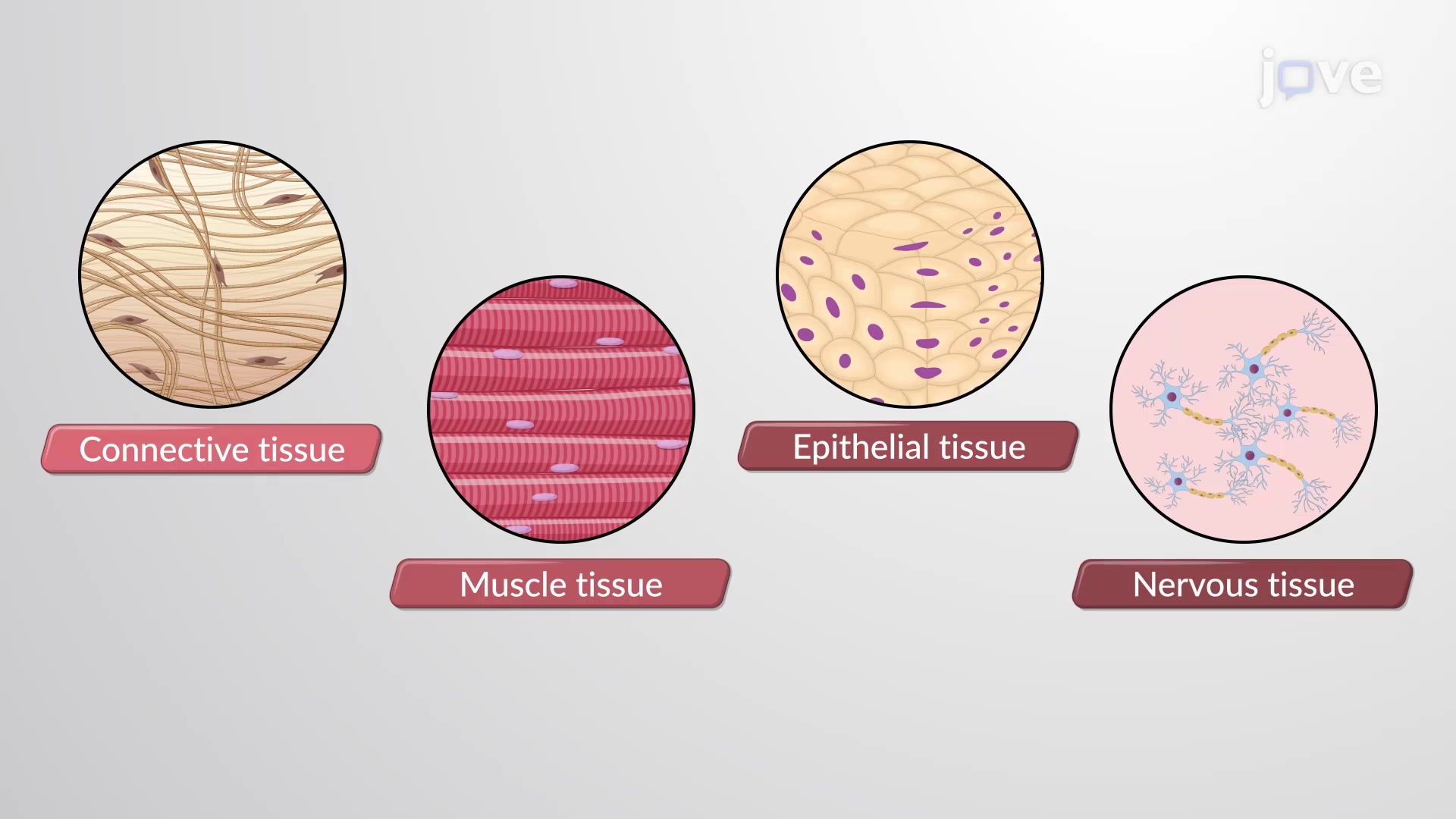Tissue Properties Observed In Cross Section Download Scientific Diagram
