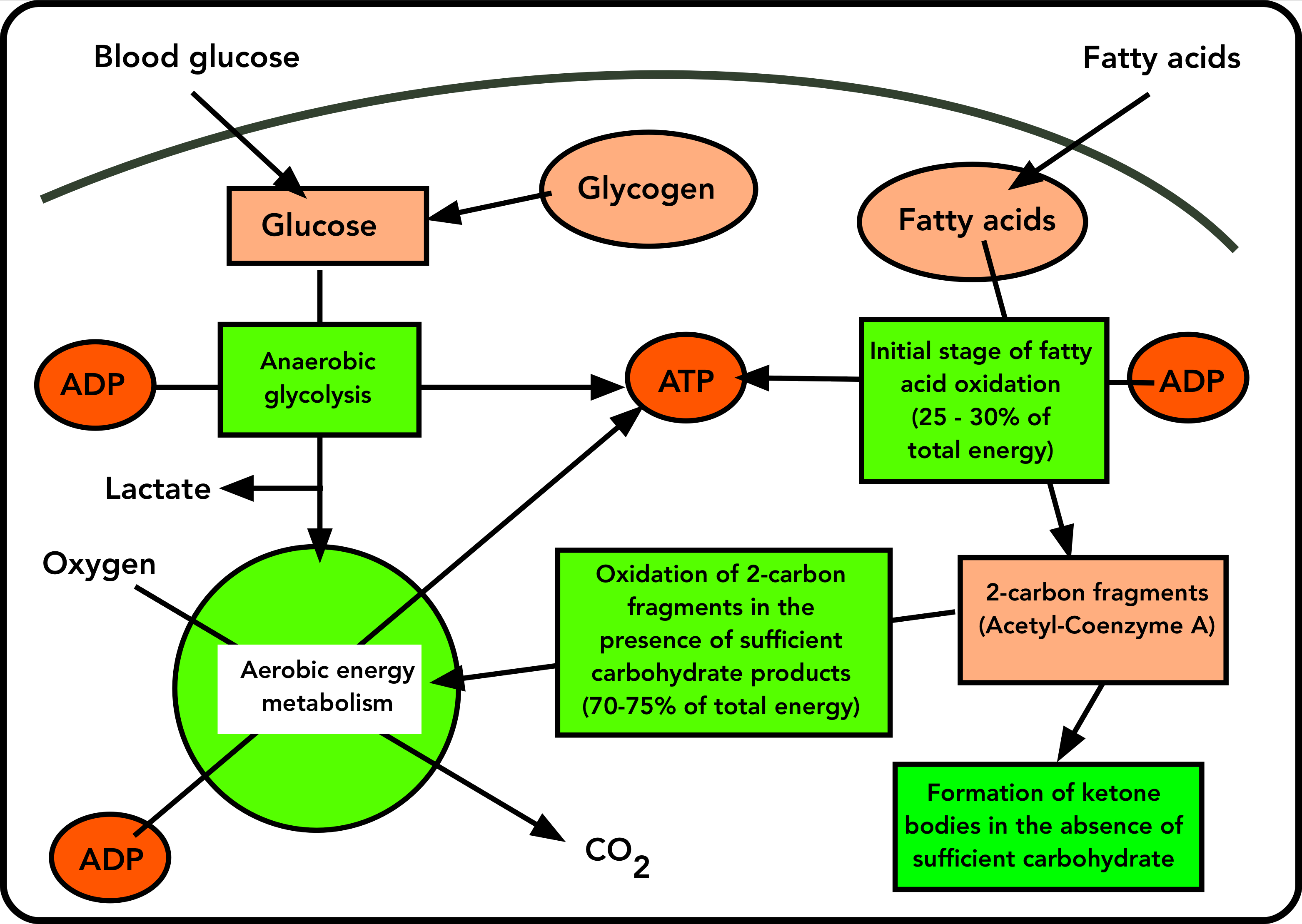 Metabolism Of 2023 Fda Approved Small Molecules Part 2