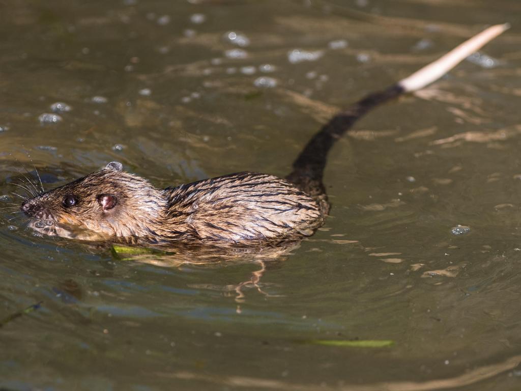 Rafting rat starts long journey for Australian mammals | KidsNews 