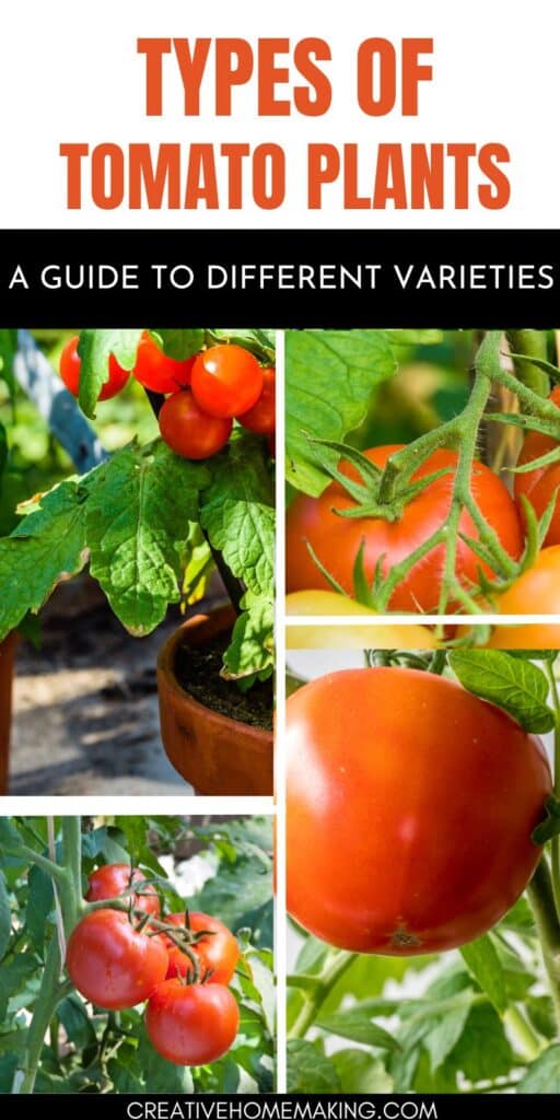 What Month Should You Plant Tomatoes