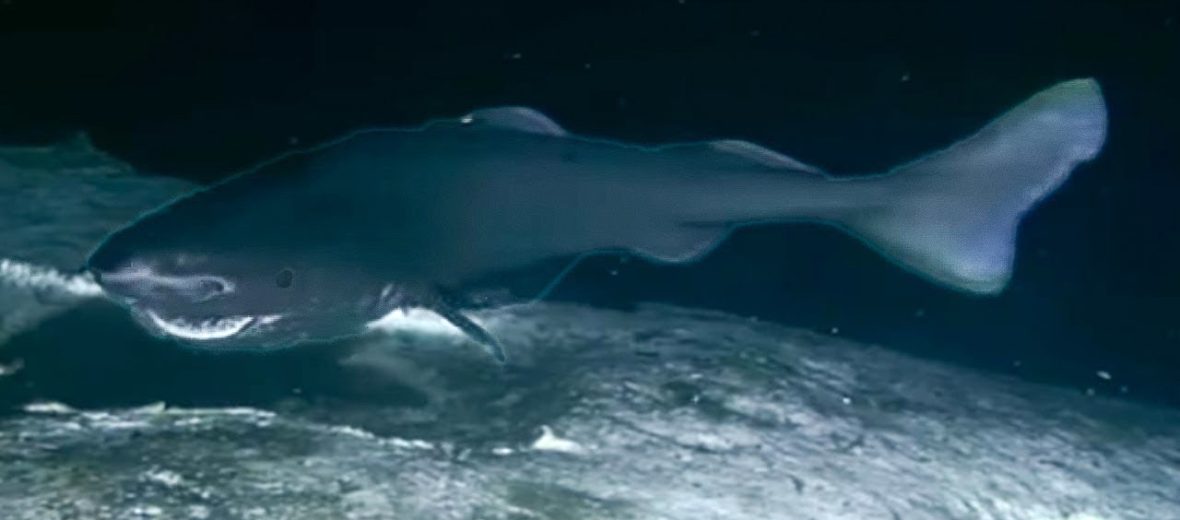 Comparative Brain Morphology Of The Greenland And Pacific Sleeper