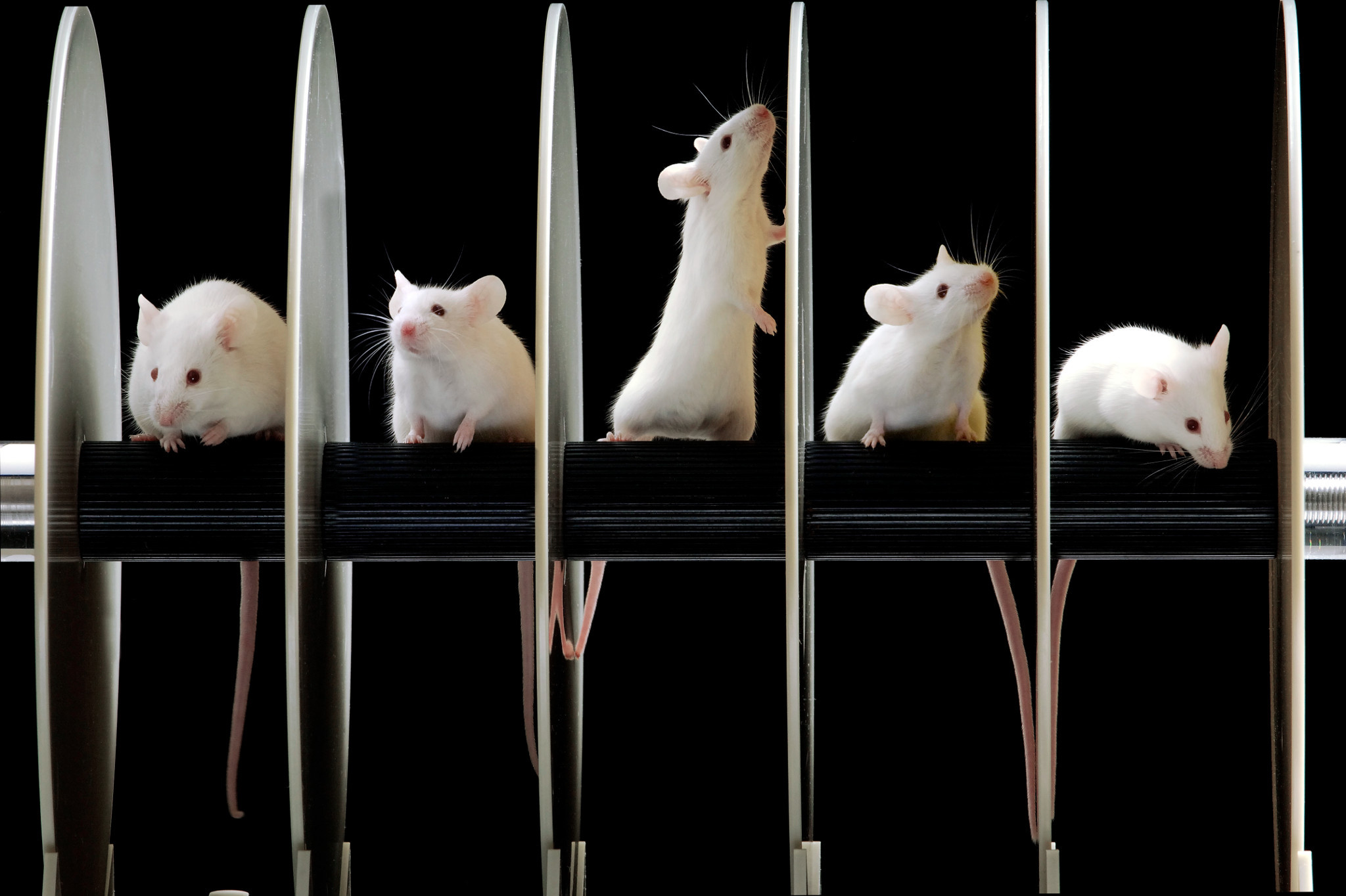 Characteristics Of Genetic Rodent Models Of Hd Download Table