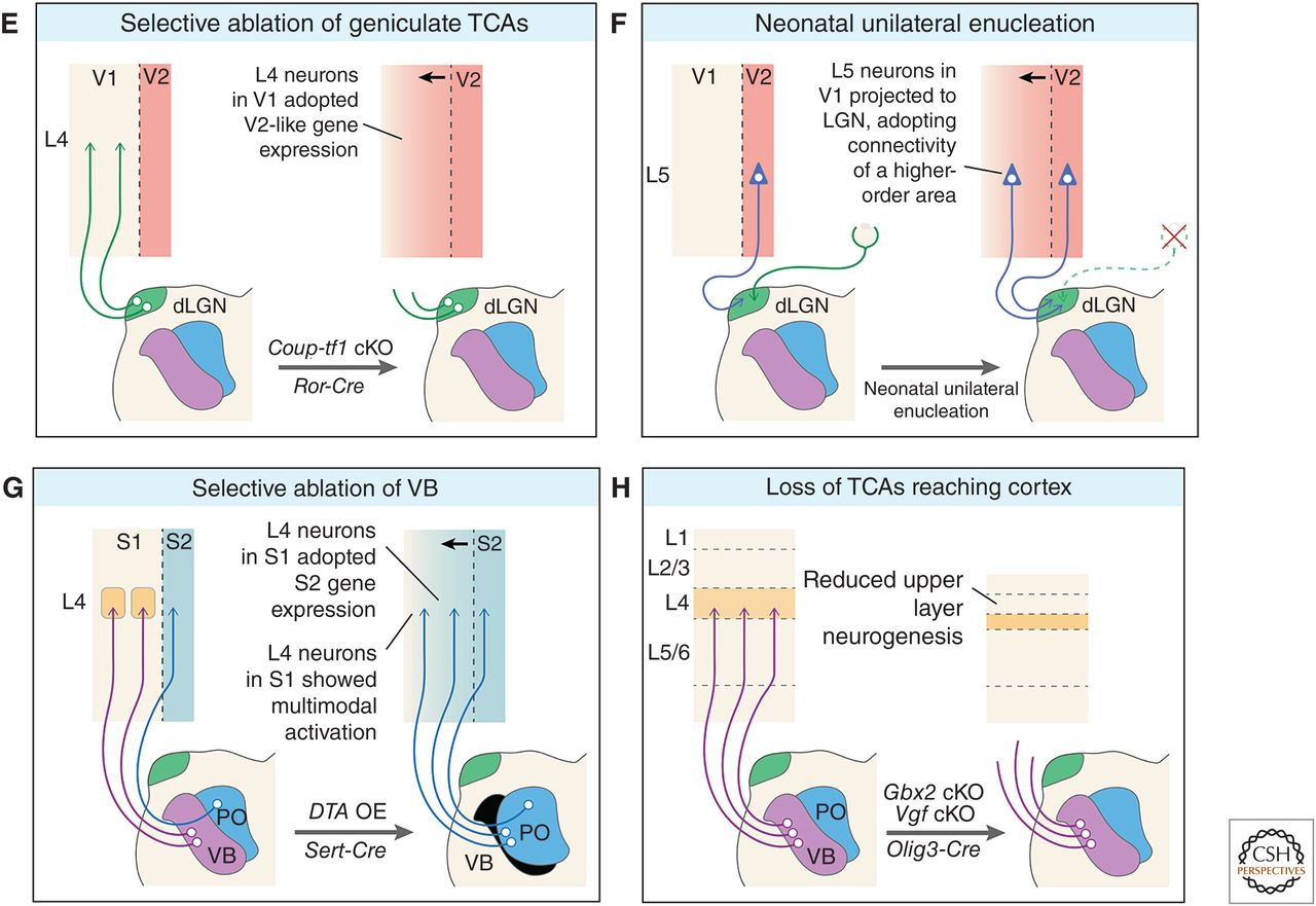 Thalamocortical And Corticocortical Synaptic Variability Results In