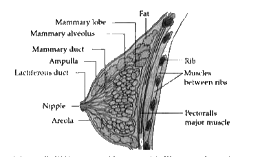 Mammary Glands Are Modified What Glands