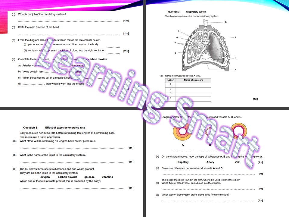 The Circulatory System Respiration And Gas Exchange Ks3 Biology