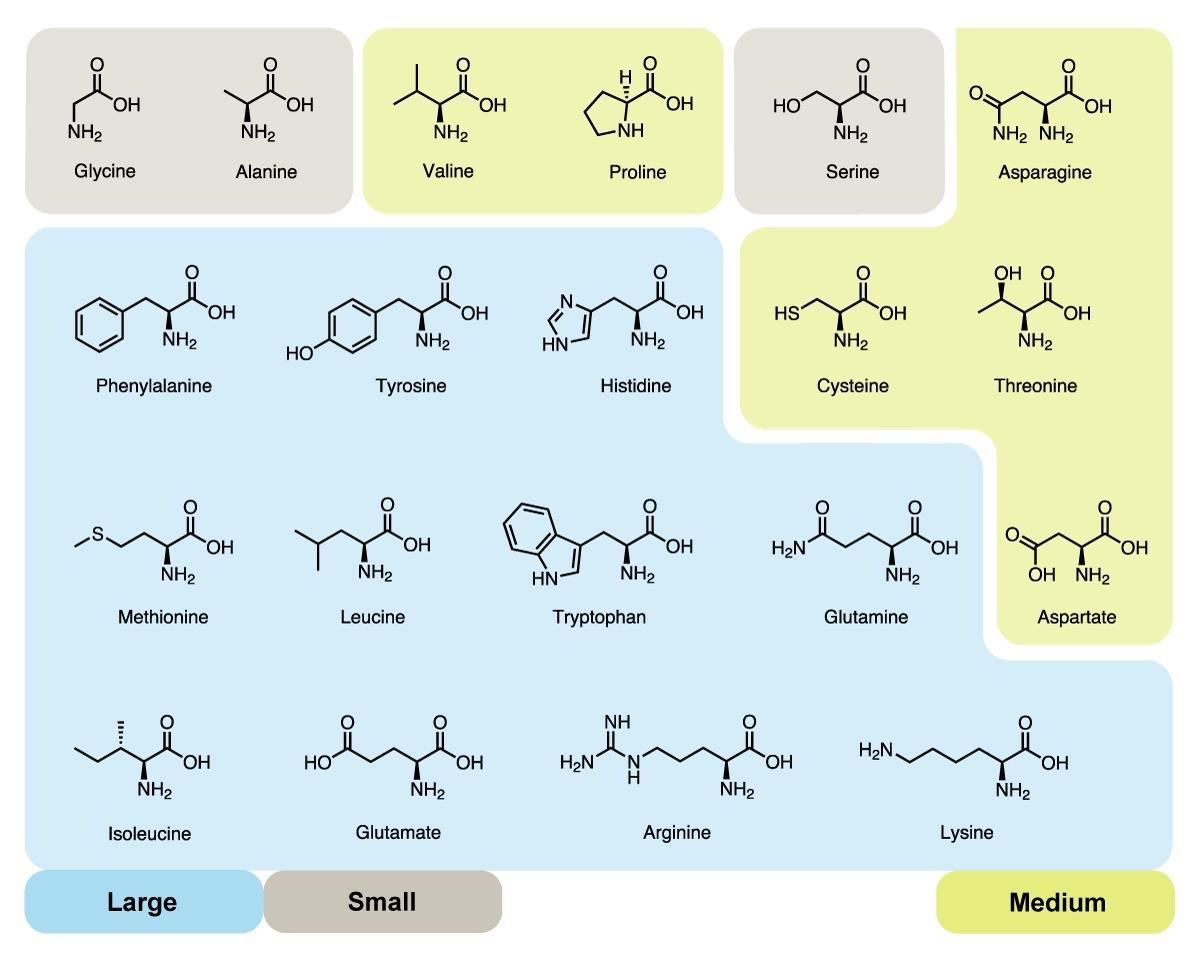 Amino Acid Alignment Of The Vp2 Protein Of Ppv1 Twelve Predicted B